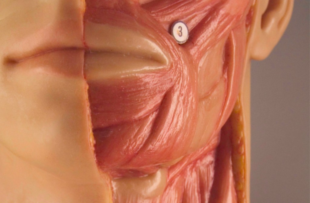 [AULA ABERTA] Anatomia Artística com cadáveres |&nbsp;ICBS/UFRGS